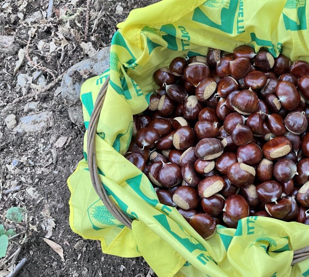 Coldiretti certifica: per le castagne è un’annata speciale
