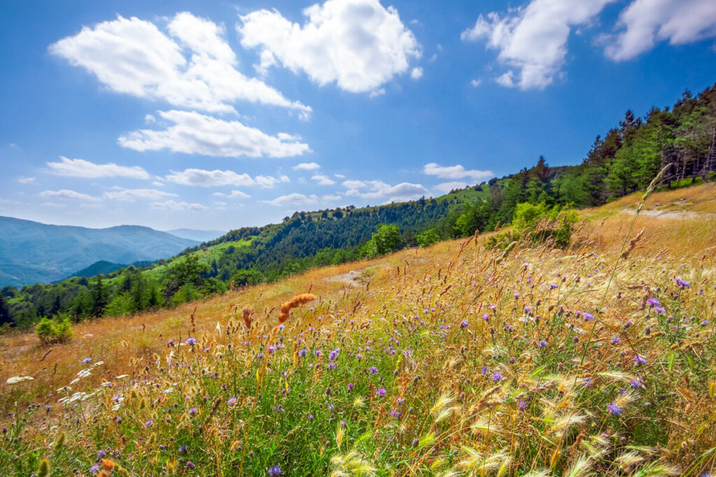 Un bando da oltre un milione di euro per ambiente e biodiversità delle aree montane