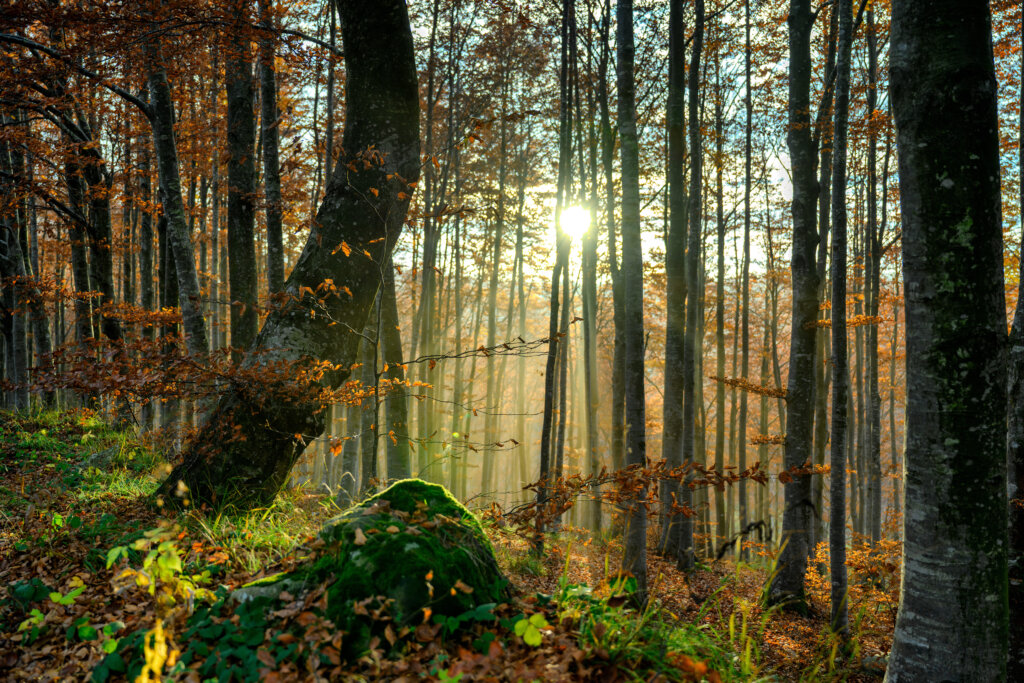 Via agli incontri itineranti per illustrare il piano faunistico venatorio